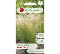 Graines, Stipa pennata Pony Tails - verte 50 g