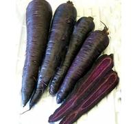 Graines végétales - Carotte - Purple Sun F1 - 80 graines de qualité supérieure