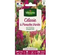 Vilmorin Graines Célosie à Panache Variée
