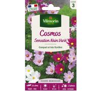 Graines - Vilmorin - Cosmos Sensation Nain Varié