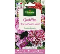 Graines - Vilmorin - Godétia Fleurs d'Azalée Varié