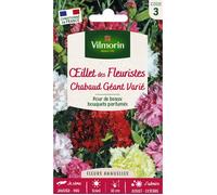 Graines - Vilmorin - Œillet Chabaud Géant Varié