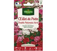 Graines - Vilmorin - Œillet de Poète Double Pationata Varié