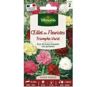 Graines - Vilmorin - Œillet des Fleuristes Triomphe Varié