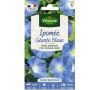 Graines - Vilmorin - Ipomée grande fleur bleue