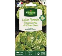 Graines - Vilmorin - Laitue Pommée Reine de Mai de Pleine Terre