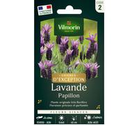 Graines - Vilmorin - Lavande Papillon - Graines d'Exception