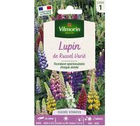Graines - Vilmorin - Lupin de Russel Varié