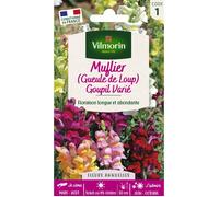 Graines - Vilmorin - Muflier (Gueule de Loup) Goupil Varié