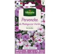 Graines - Vilmorin - Pervenche de Madagascar en Mélange