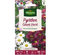 Graines - Vilmorin - Pyrèthre Géant varié