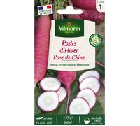 Radis Rose d'Hiver de Chine