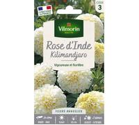 Graines - Vilmorin - Rose d'Inde Kilimandjaro