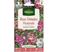 Graines - Vilmorin - Rose Trémière Pastorale