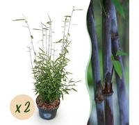 Graminées - Fargesia nitida Black Dragon - Bambou non envahissant - Feuillage persistant - 2 Plantes - 70-80cm - Ø23cm - Plante de jardin