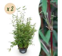 Graminées - Fargesia nitida Red Dragon - Bambou non envahissant - Feuilles persistantes - 2 Plantes - 70-80cm - Ø23cm - Plante de jardin