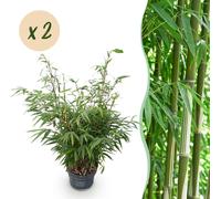 Graminées - Fargesia robusta Pingwu - Bambou non envahissant - Feuillage persistant - 2 Plantes - 70-80cm - Ø23cm - Plante de jardin