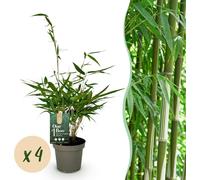 Graminées - Fargesia robusta Pingwu - Bambou non envahissant - Feuillage persistant - 4 Plantes - 25-35cm - Ø14cm - Plante de jardin