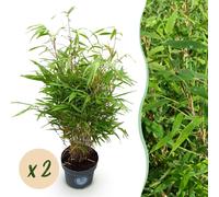Graminées - Fargesia Rufa - Bambou non invasif - Feuillage persistant - 2 Plantes - 70-80cm - Ø23cm - Plante de jardin