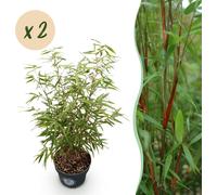 Graminées - Fargesia scabrida Asian Wonder - Bambou non envahissant - Feuillage persistant - 2 Plantes - 70-80cm - Ø23cm - Plante de jardin
