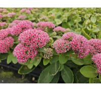 Grand sedum « Herbstfreude » - 24 plants, 10-25cm, Ø9cm - Plante décorative