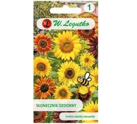 Grand tournesol ornemental simple, assortiment
