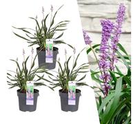 Grappe de liliacées 'Ingwersen' 3x - Ø 14 cm - ↨ 25 cm