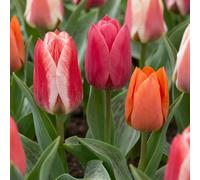 Green boutiQ - 120x Tulipa Greigii mix - Tulipe de Greig en mélange - Divers - Floraison printanière - Calibre 11/12