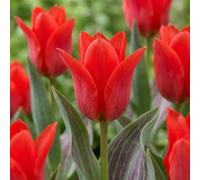 Green boutiQ - 120x Tulipa Greigii Red - Tulipe de Greig rouge - Rouge - Floraison printanière - Calibre 11/12