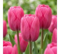 Green boutiQ - 120x Tulipa Triumph Pink - Tulipe Triomphe Rose - Rose - Floraison printanière - Calibre 11/12