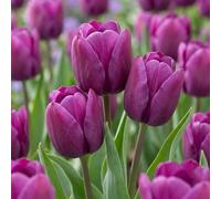 Green boutiQ - 120x Tulipa Triumph Purple - Tulipe Triumph Pourpre - Violet - Floraison printanière - Calibre 11/12