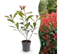 Green boutiQ - 16 plants de Photinia fraseri "Carre Rouge" (Mispel rouge) - Arbuste de haie - Persistant - Rouge - Pot de 9 cm - Hauteur 25-35 cm