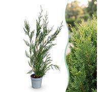 Green boutiQ - 16x Cupressocyparis leylandii 2011 - Leylandii - Plantes de haie - Persistant - Vert - Pot 9cm - Hauteur 30-40cm