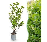 Green boutiQ - 24 plants de Ligustrum ovalifolium - Liguster commun - Plantes pour haies - Persistant - Vert - Pot de 9 cm - Hauteur 35-45 cm