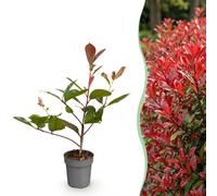 Green boutiQ - 24 plants de Photinia fraseri "Red Robin" (Mispel rouge) - Arbuste de haie - Persistant - Rouge - Pot de 9 cm - Hauteur 25-35 cm