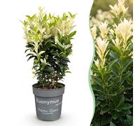 Green boutiQ - 24 x Euonymus japonica Paloma Blanca - Kardinaalsmuts - Arbustes pour haies - Persistant - Vert - Blanc - Pot de 9 cm - Hauteur 20-30 cm