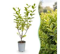 Green boutiQ - 24x Ligustrum ovalifolium Aureum - Troène à feuillage panaché - Plantes de haie - Persistant - Panaché - Pot 9cm - Hauteur 35-45cm