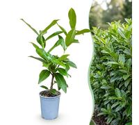 Green boutiQ - 24x Prunus laur. Novita - Cerisier laurier - Plantes de haie - Persistant - Vert - Pot 9cm - Hauteur 25-35cm