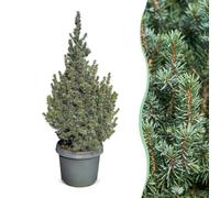 Green boutiQ - 2x Picea glauca Sander's Blue - Épicéa de l'Alberta bleu - Bleu - Sapin de Noël - Ø23cm - 60cm
