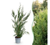 Green boutiQ - 40 plants de Cupressocyparis leylandii (2011) - Leylandii - Plantes ornementales - Persistant - Vert - Pot de 9 cm - Hauteur 30-40 cm