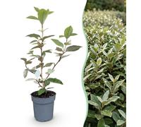 Green boutiQ - 40 plants de Eleagnus ebbingei Compacta - Olivier d'argent compact - Arbuste pour haies - Persistant - Feuilles grises - Pot de 9 cm - Hauteur 25-35 cm