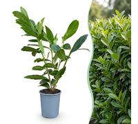 Green boutiQ - 40 plants de Prunus laur. Caucasica - Laurier du Caucase - Arbuste ornemental - Persistant - Vert - Pot de 9 cm - Hauteur 25-35 cm