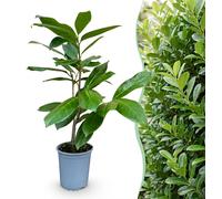 Green boutiQ - 40 plants de Prunus laur. rotundifolia - Laurier-rose - Arbuste pour haies - Persistant - Vert - Pot de 9 cm - Hauteur 25-35 cm