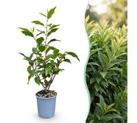 Green boutiQ - 40 plants de Prunus lusitanica Angustifolia (Laurier portugais) - Plantes de haie - Persistant - Vert - Pot de 9 cm - Hauteur 25-35 cm
