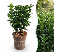 Green boutiQ - 40 x Euonymus japonica Green Spire - Cardinal's Hat - Arbuste de haie - Persistant - Vert - Pot de 9 cm - Hauteur 20-25 cm