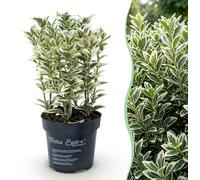 Green boutiQ - 40 x Euonymus japonicus 'White Spire' (Cardinal's Hat) - Arbuste de haie - Persistant - Blanc - Vert - Pot de 9 cm - Hauteur 20-30 cm