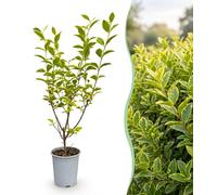 Green boutiQ - 40 x Ligustrum ovalifolium Aureum - Ligustre panaché - Arbuste pour haies - Persistant - Panaché - Pot de 9 cm - Hauteur 35-45 cm