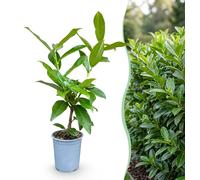 Green boutiQ - 40 x Prunus laur. Novita - Laurier-rose 'Novita' - Arbuste pour haies - Persistant - Vert - Pot de 9 cm - Hauteur 25-35 cm