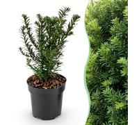 Green boutiQ - 40 x Taxus baccata (ifieur) - Arbuste ornemental - Plante pour haies - Persistant - Vert - Pot de 9 cm - Hauteur 20-30 cm