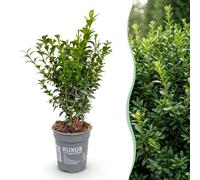 Green boutiQ - 40x Buxus sempervirens - Petit palmier - Plantes de haie - Persistant - Vert - Pot 9cm - Hauteur 20-25cm